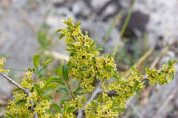 Слика од Rhamnus saxatilis Jacq.