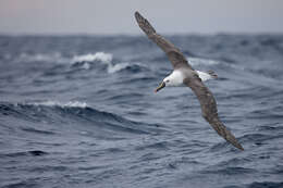 Image of Indian Yellow-nosed Albatross