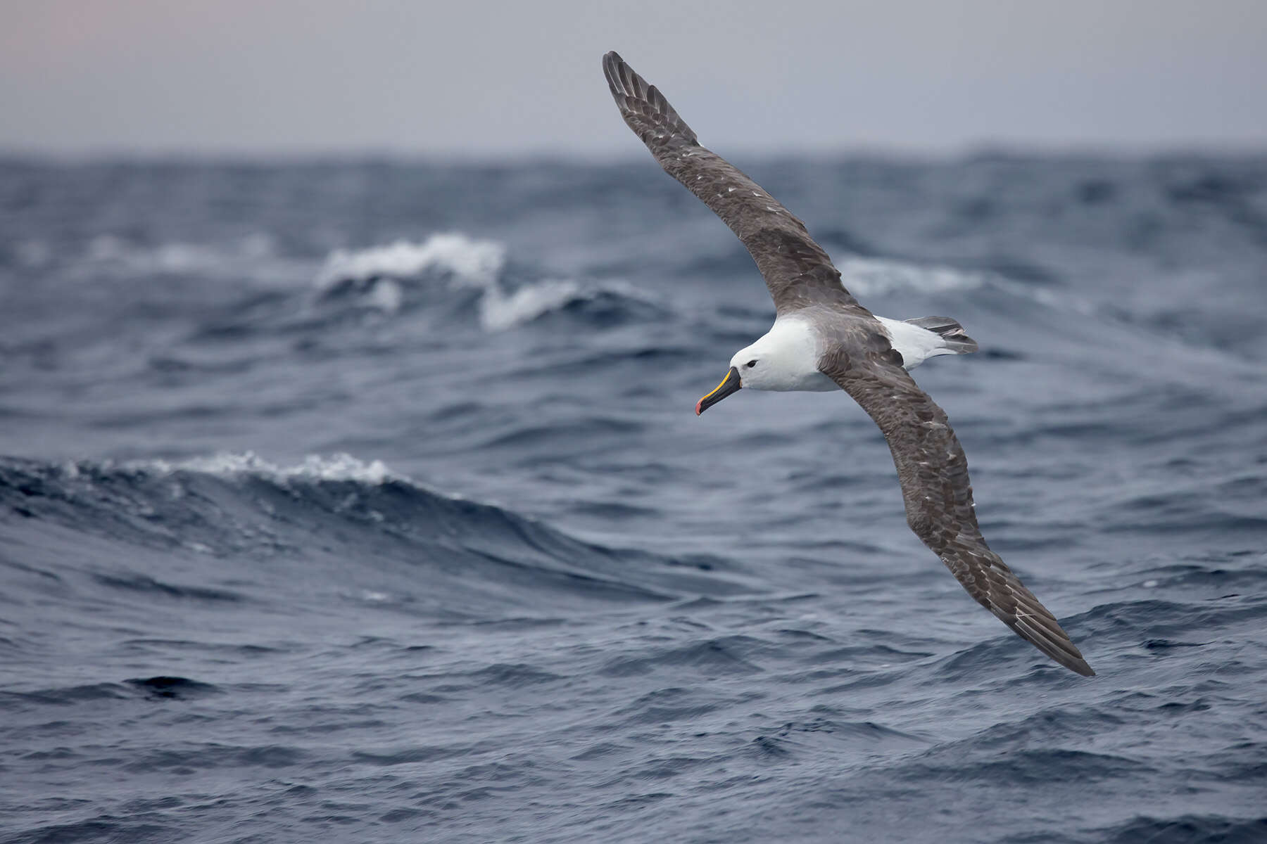 Image of Indian Yellow-nosed Albatross