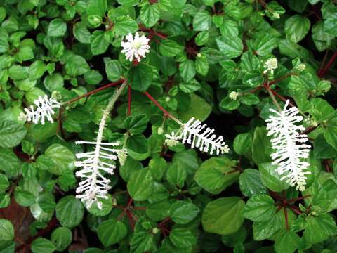 Image of Peperomia fraseri C. DC.