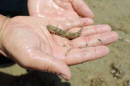 Image of frillgoby