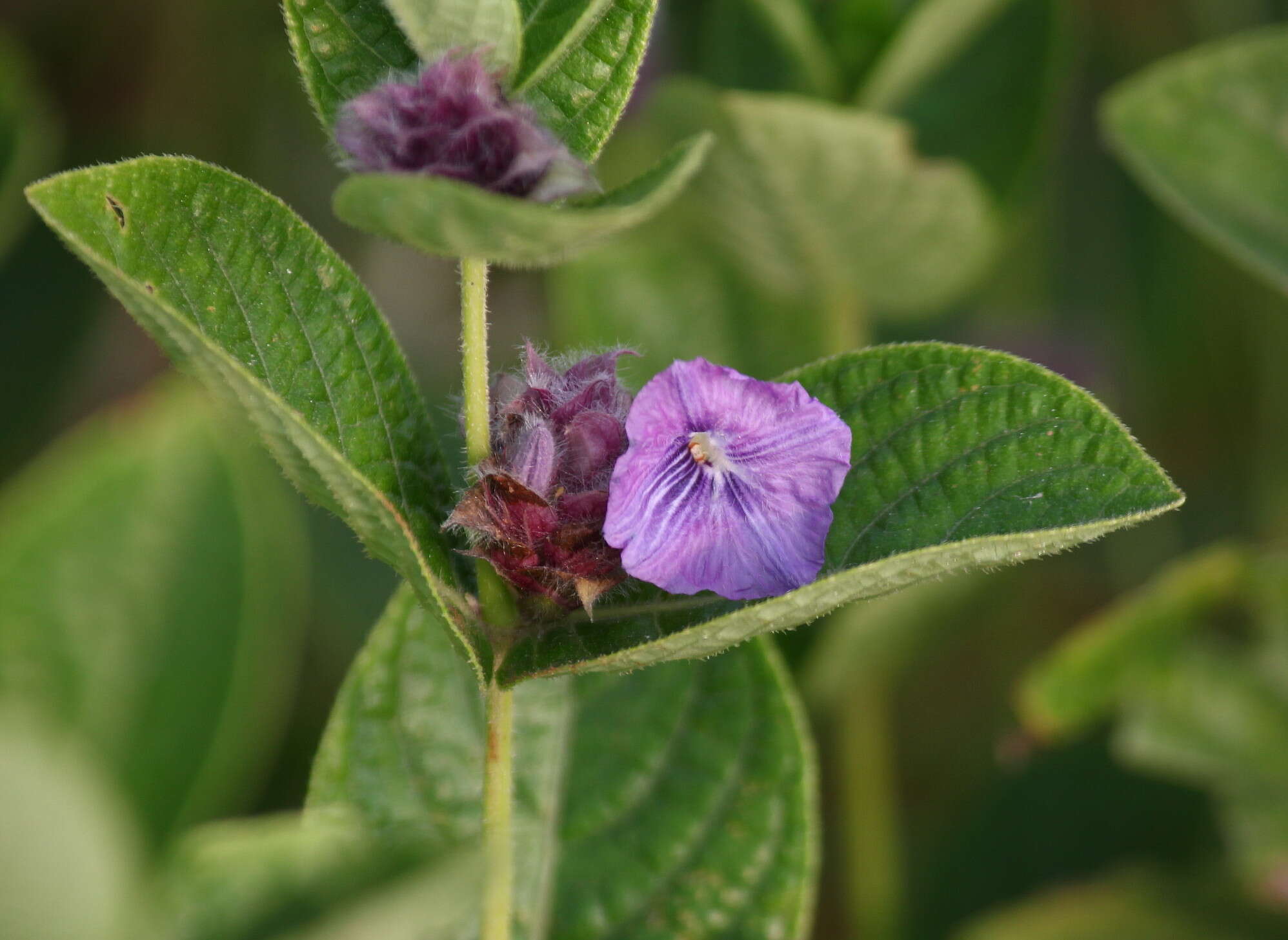 Neuracanthus sphaerostachyus (Nees) Dalz. resmi