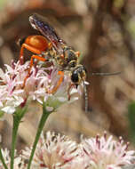 Image of Great Golden Digger Wasp