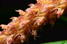 Bulbophyllum morphologorum Kraenzl. resmi