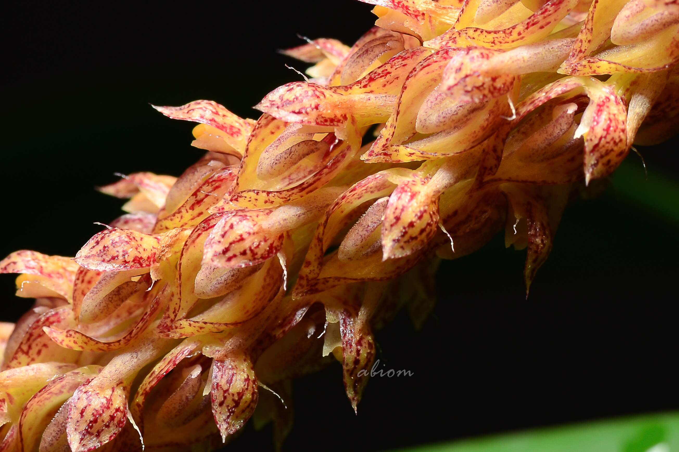 Bulbophyllum morphologorum Kraenzl. resmi