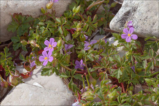 Imagem de Geranium purpureum Vill.