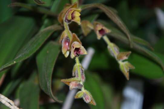 Trichotosia pulvinata (Lindl.) Kraenzl.的圖片