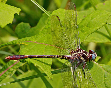 Image of Two-striped Forceptail