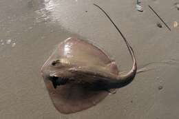 Image of Bluntnose Stingray