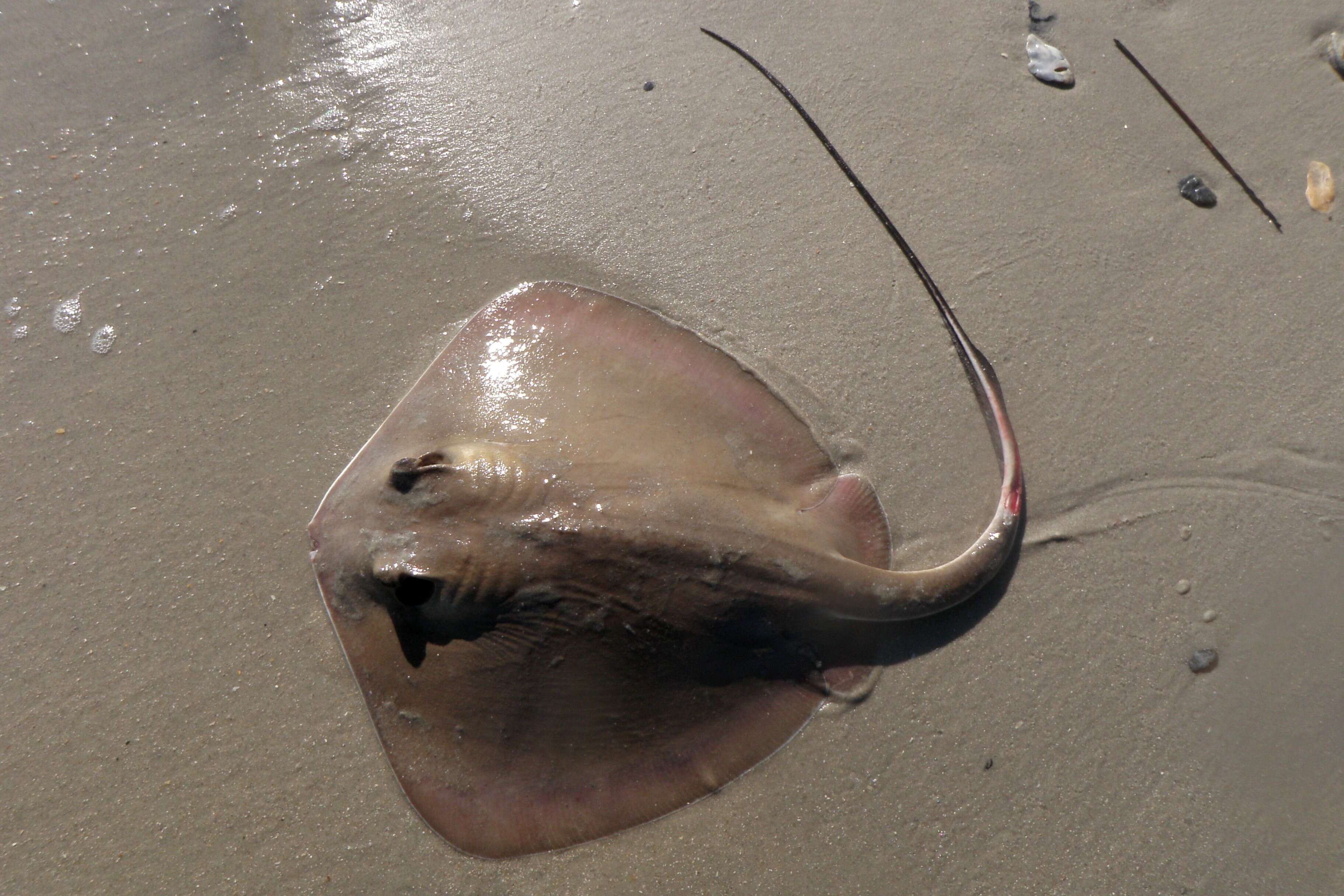 Image of Bluntnose Stingray