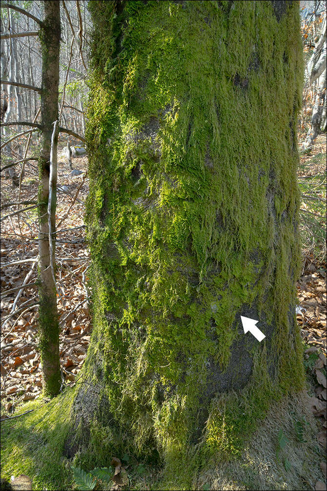 Image of Metzgeria furcata (L.) Corda