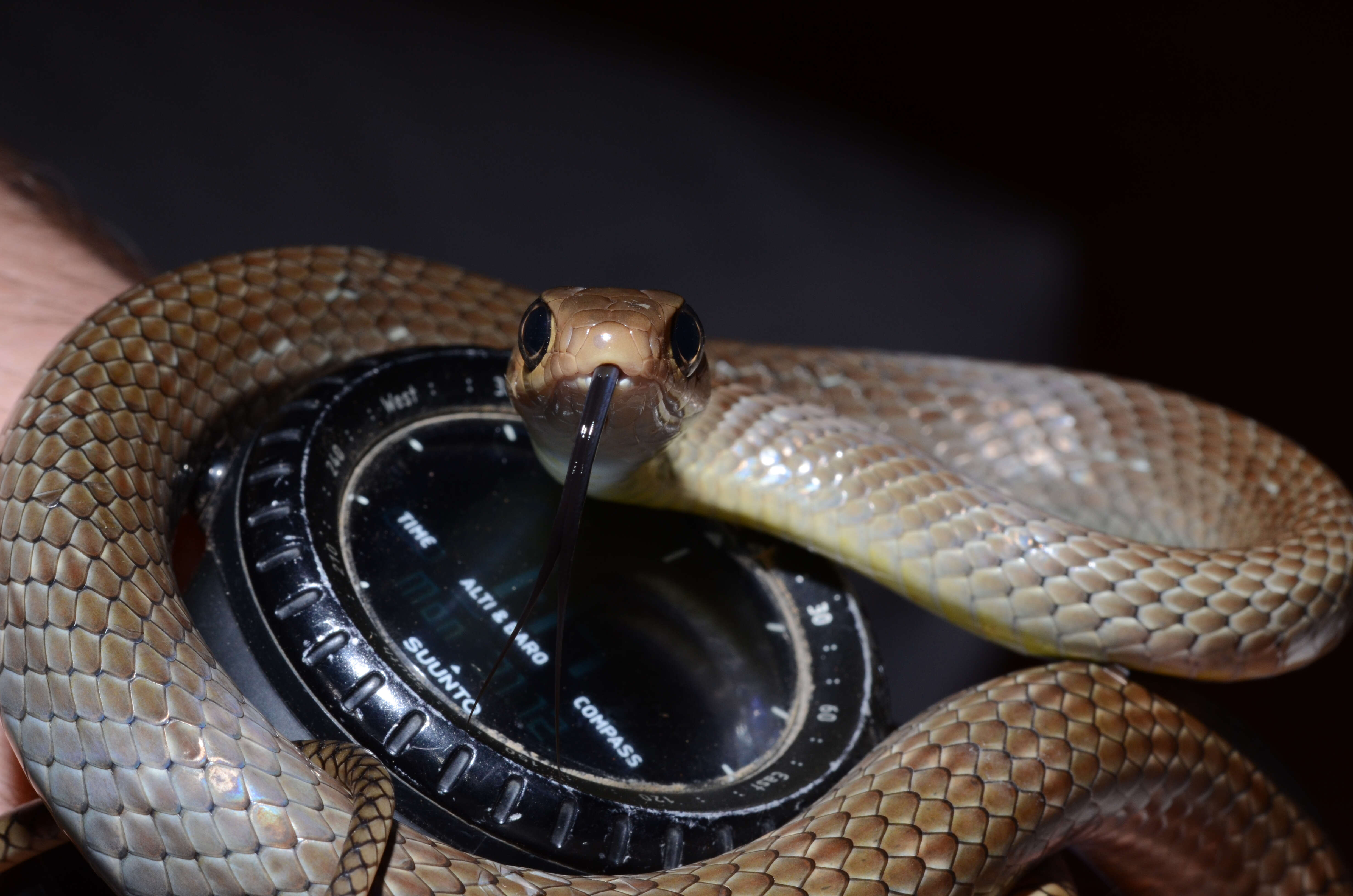 Image of Chinese Ratsnake