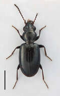 Image of Bembidion (Emphanes) tenellum Erichson 1837