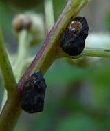 Image of Bolbonota (Tubercunota) corrugata Fowler