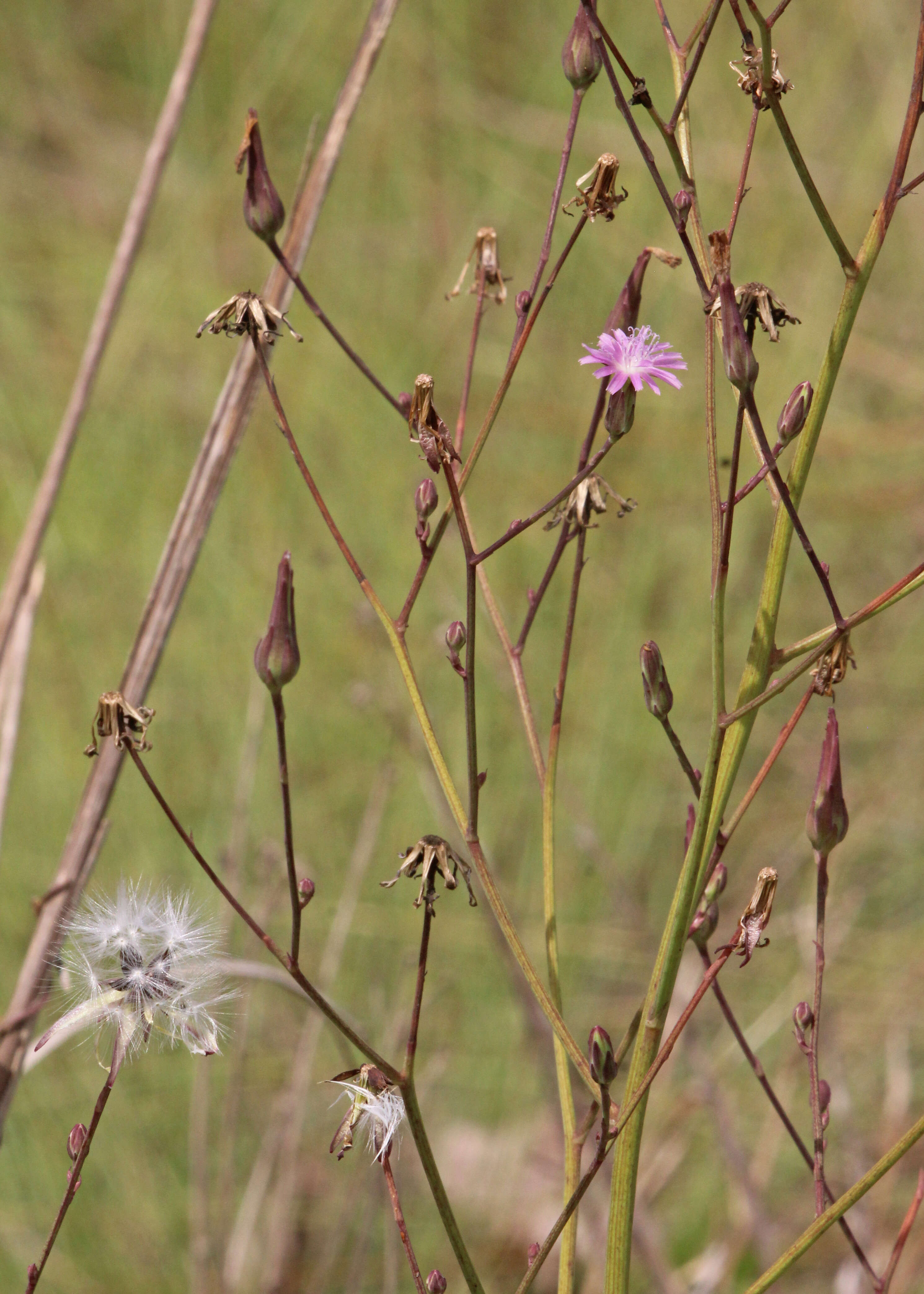 صورة Lactuca graminifolia Michx.