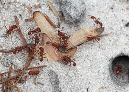 Image of Florida Harvester Ant