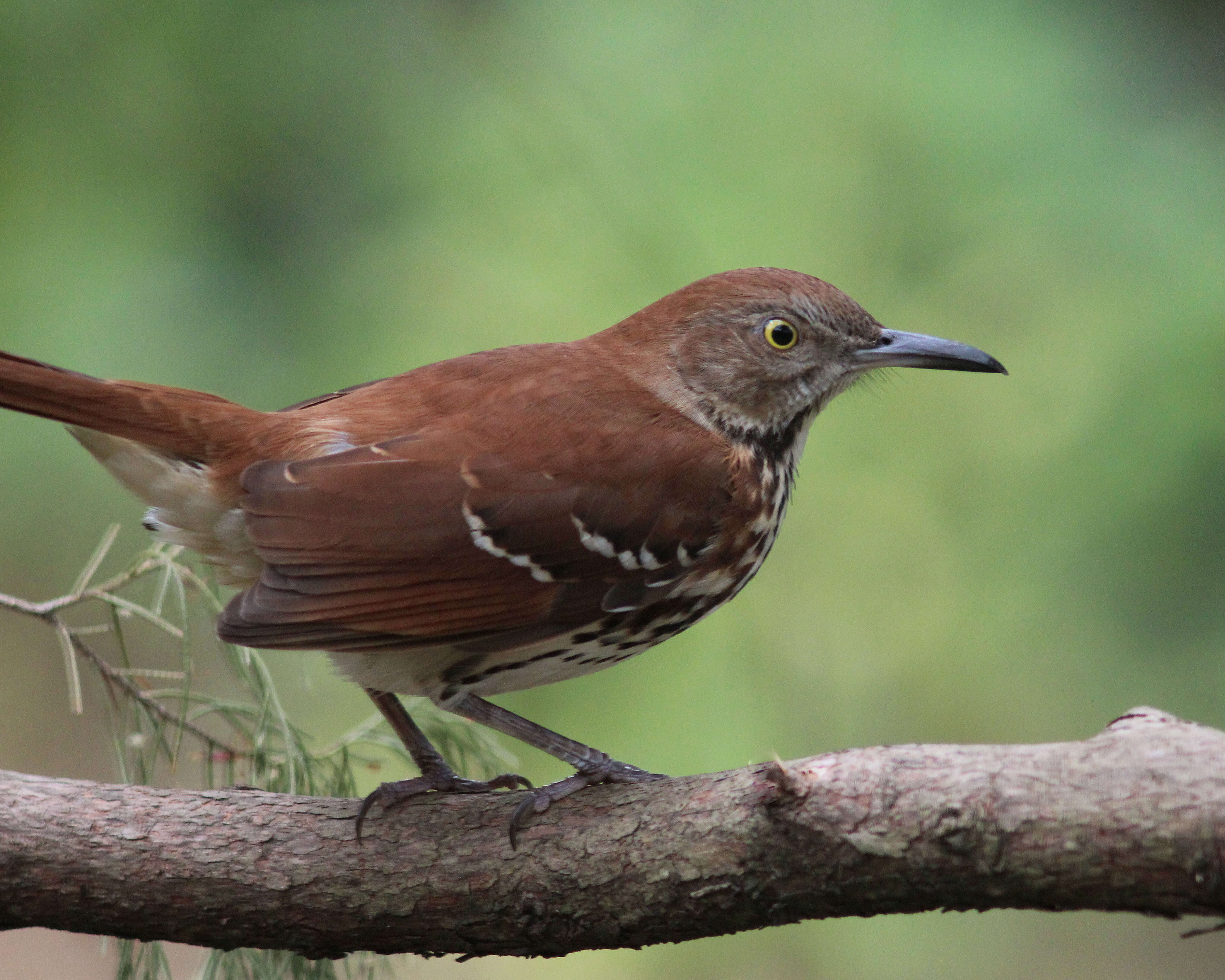 Image of Brown Thrasher