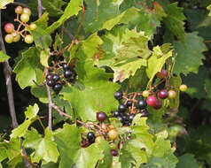 Image of muscadine