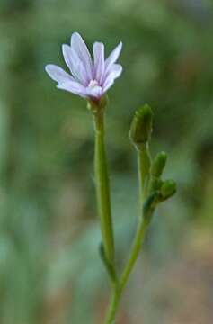 Image de Epilobium brachycarpum Presl