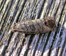 Image of codling moth