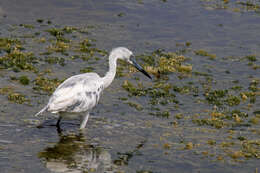 Image of Little Blue Heron