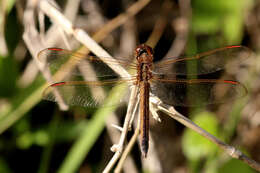 Image of Needham's Skimmer