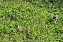 صورة Columbina passerina (Linnaeus 1758)