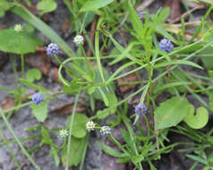 Eryngium baldwinii Spreng. resmi