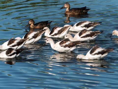 Image de Avocette