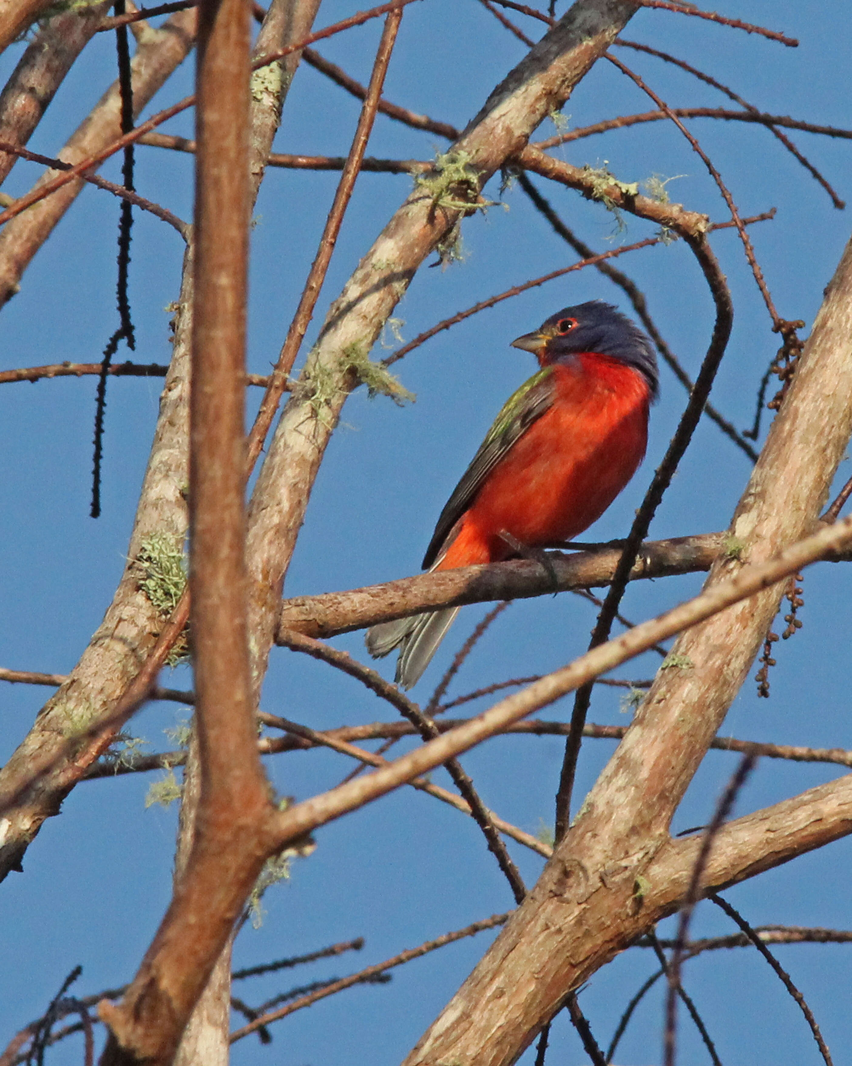 Image of Painted Bunting