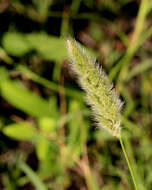 Слика од Polypogon monspeliensis (L.) Desf.