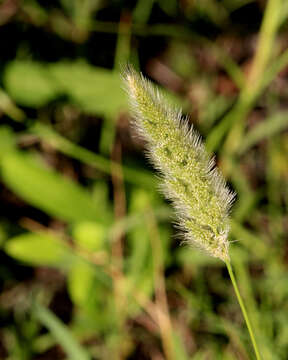 Imagem de Polypogon monspeliensis (L.) Desf.