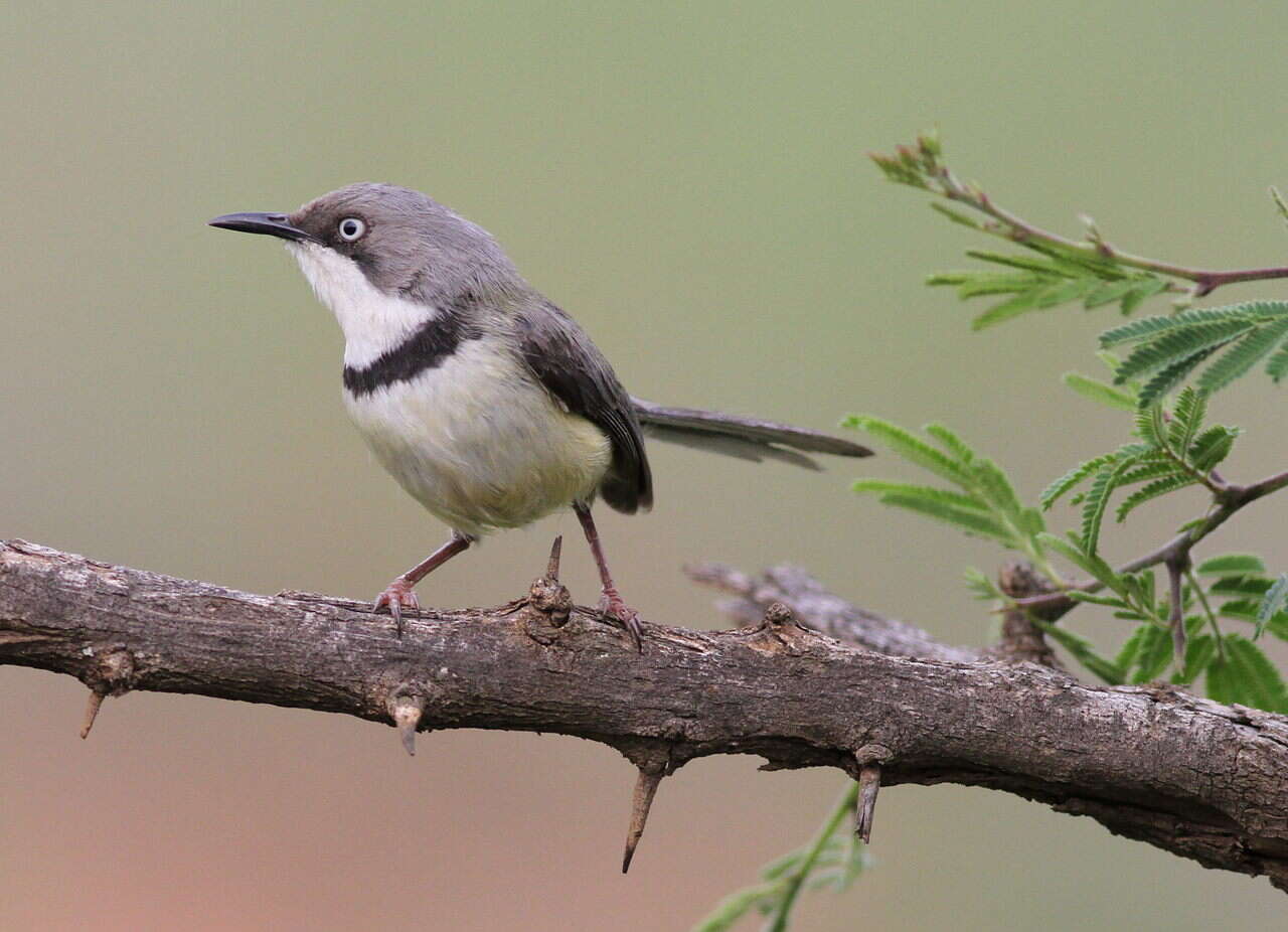 Image of Bar-throated Apalis