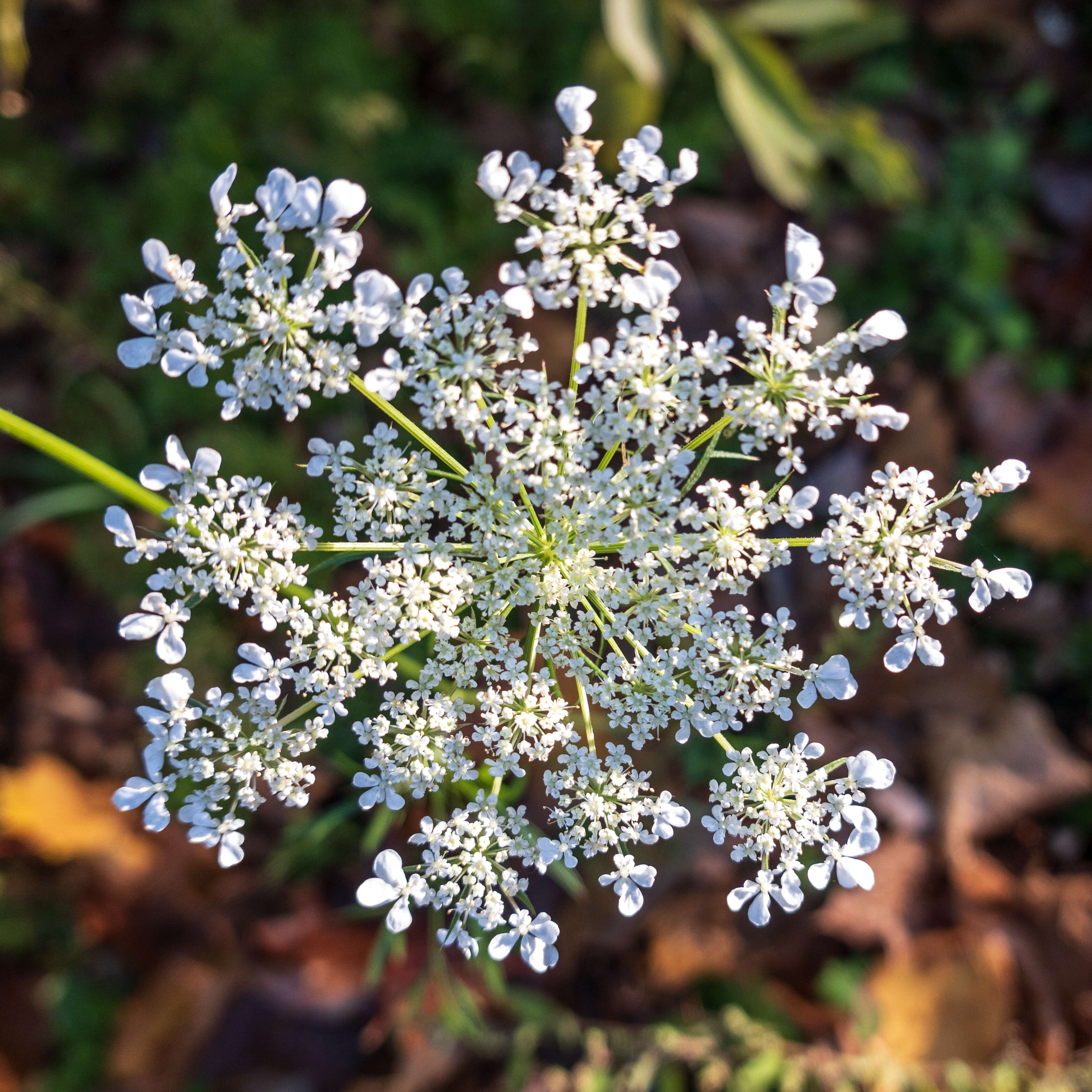 Image of Queen Anne's lace