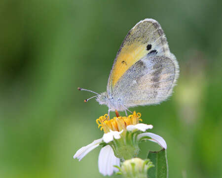 Image of Dainty Sulphur