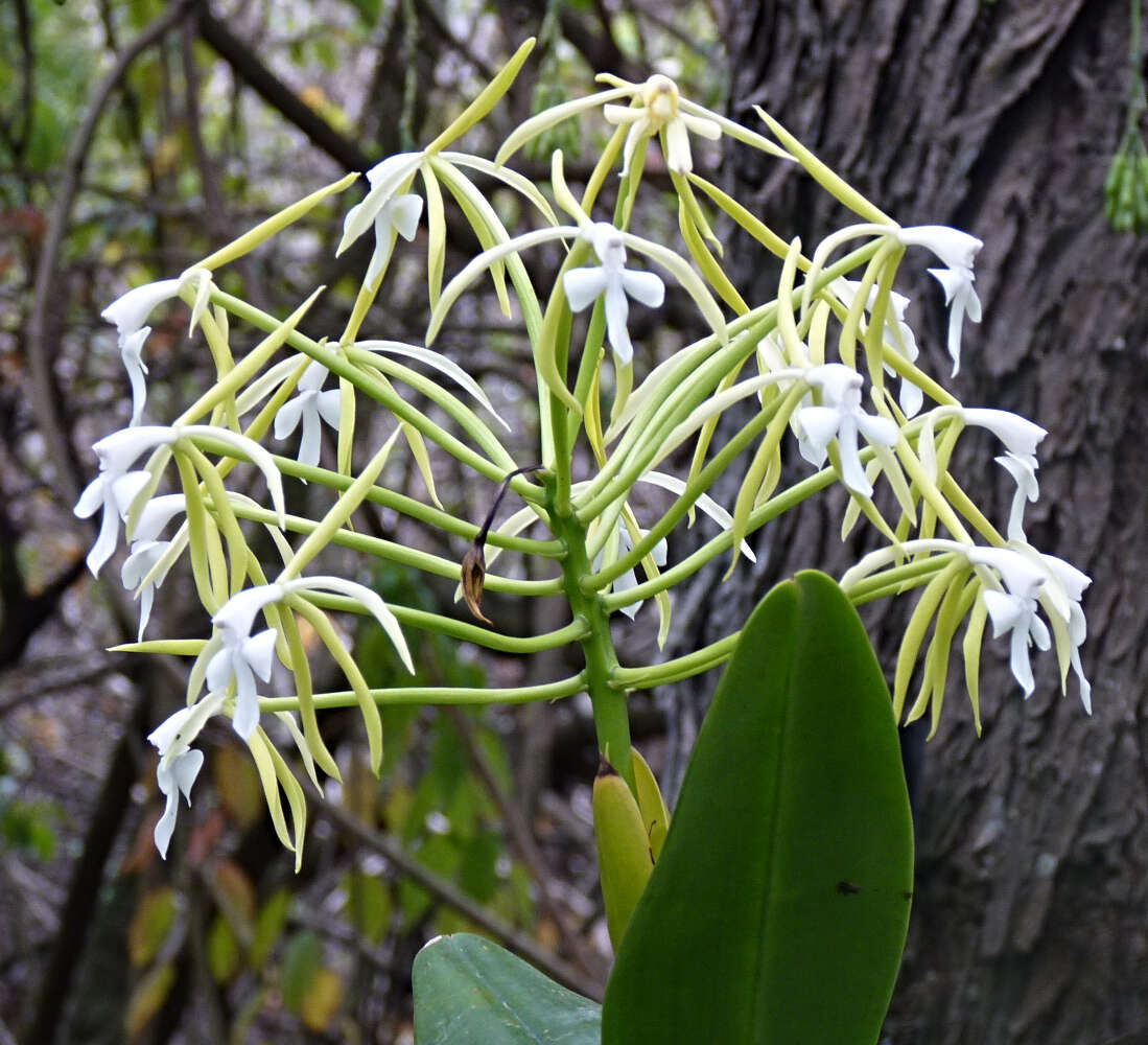 Image of Epidendrum lacustre Lindl.