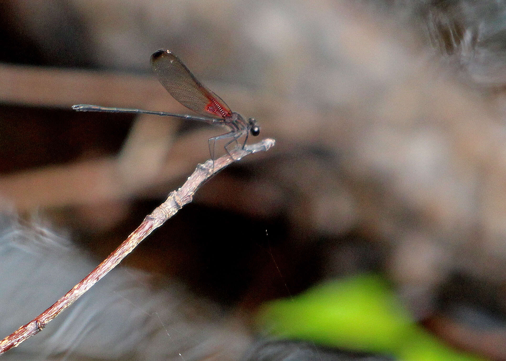 Image of Smoky Rubyspot