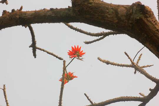 Plancia ëd Erythrina suberosa Roxb.