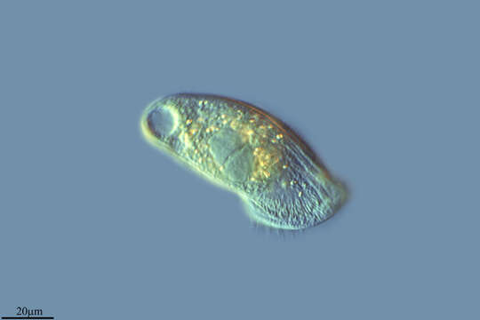 Image of Spathidium Dujardin 1841