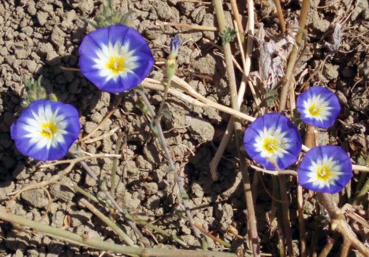 Image de Convolvulus tricolor L.