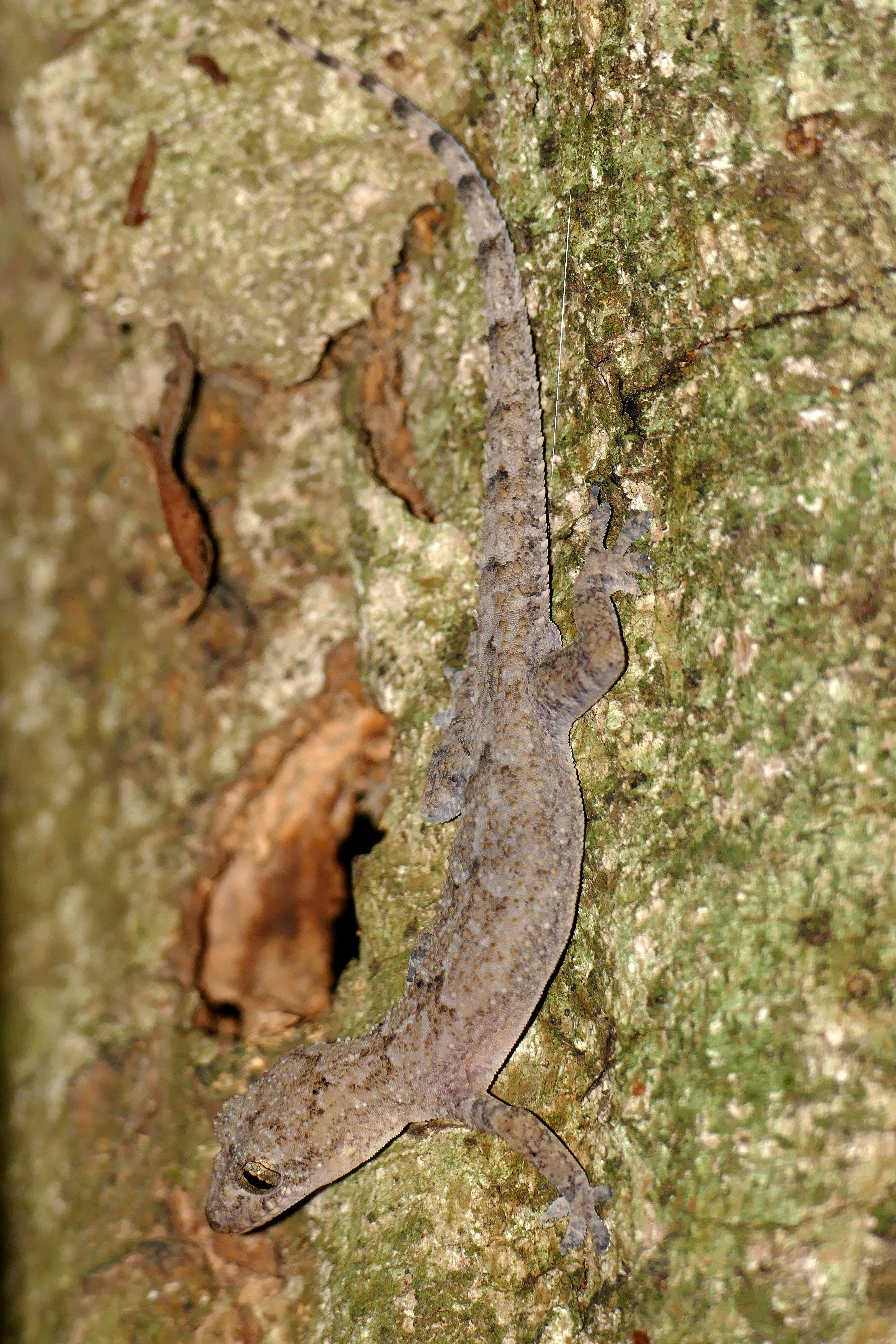 Afroedura pondolia (Hewitt 1925) resmi