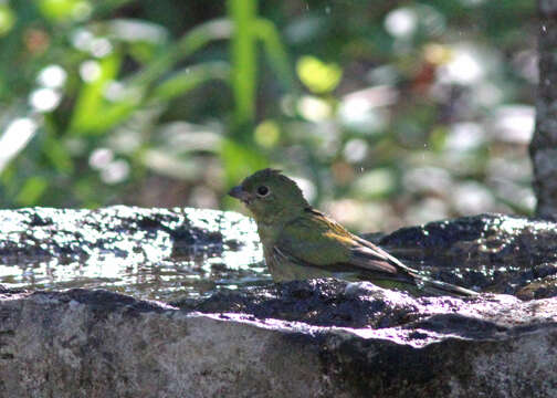 Image of Painted Bunting