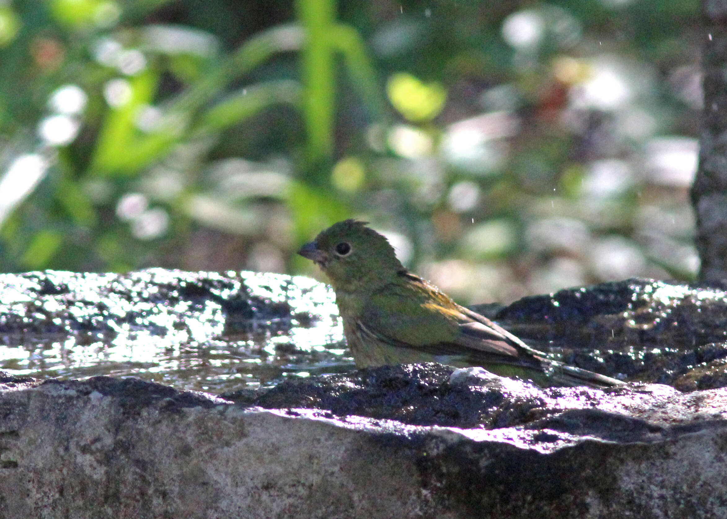 Image of Painted Bunting