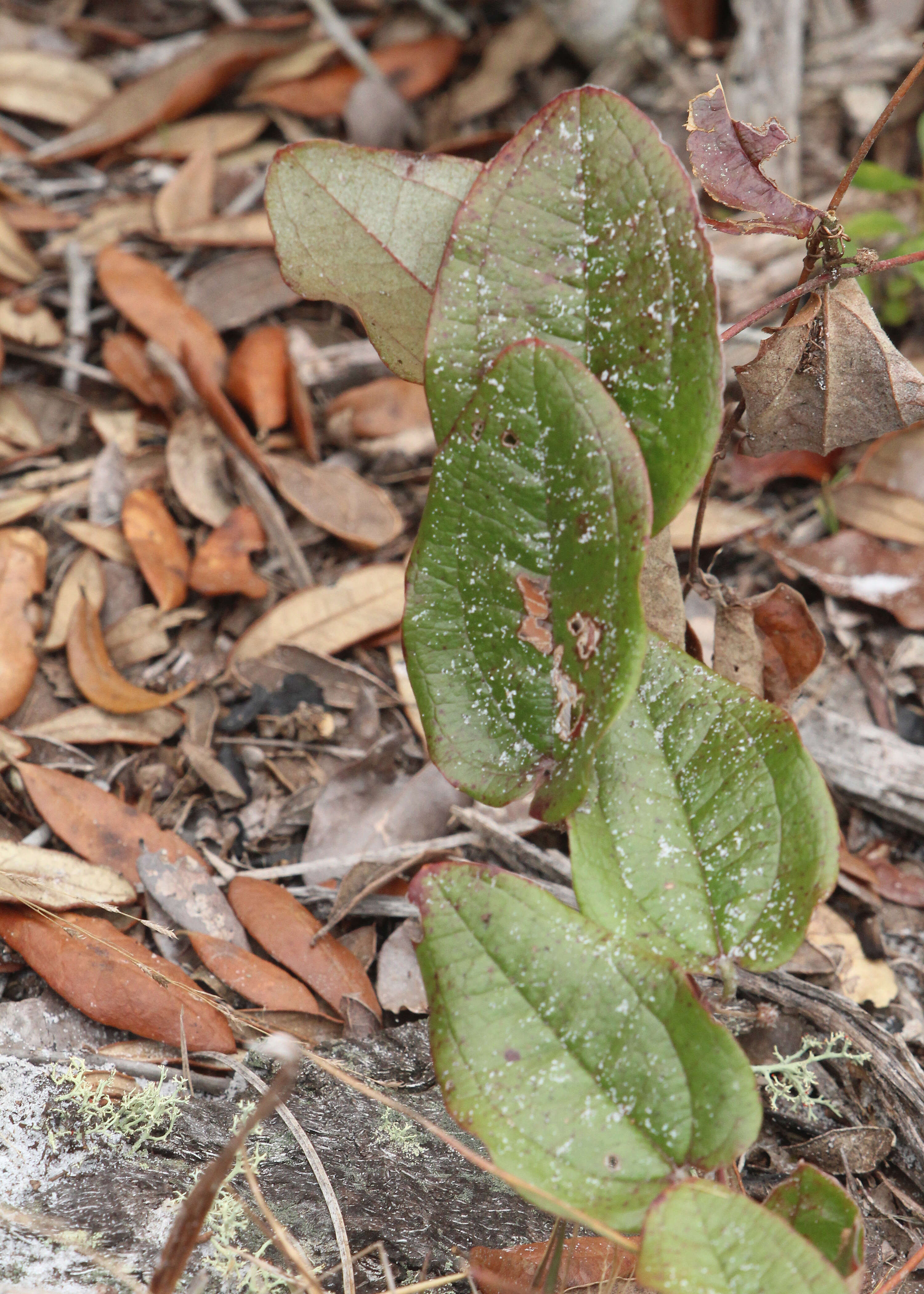 Image of Sarsparilla-Vine