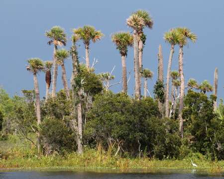 Image of Cabbage Palm