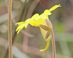 Image of yellow butterwort