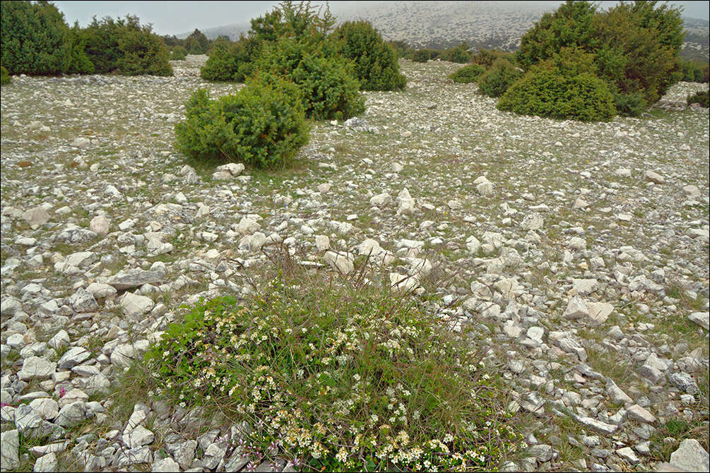 Image of Common Hawthorn