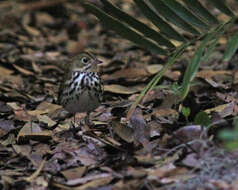 Image of Seiurus Swainson 1827