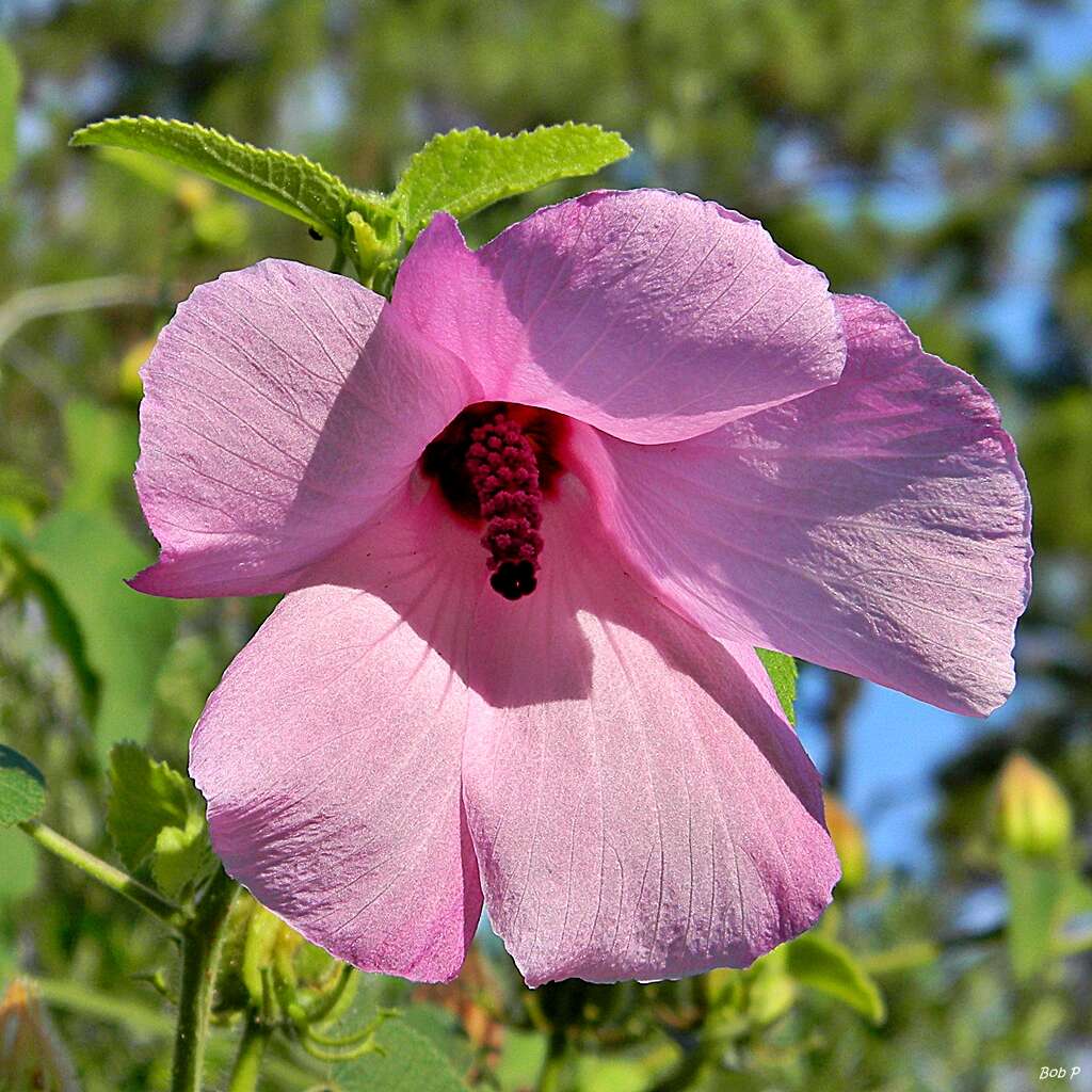 Sivun Hibiscus furcellatus Desr. kuva