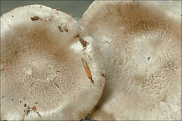 Image of Tricholoma lascivum (Fr.) Gillet 1874